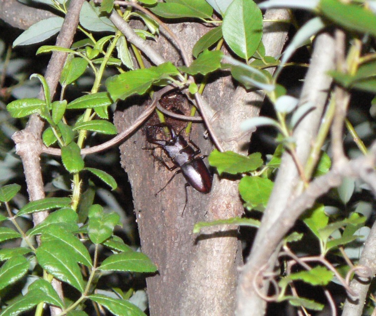 川縁のヤナギ(中)_ノコギリクワガタ大歯型♂ _2021年5月26日19時45分頃 23度